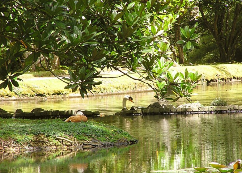 030-furnas_linnut