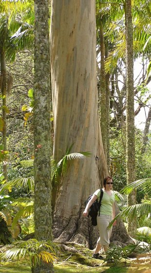 060-henna_ja_eukalyptus