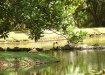 030-furnas_linnut