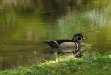 033-furnas_komea_sorsa