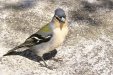 043-kesy_peippo