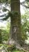 089-puiston_puukaiverrus