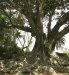 091-yggdrasil_ja_bostik_2