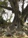 092-yggdrasil_ja_bostik