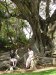 093-yggdrasil_ja_molemmat
