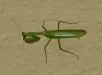 Paikallisia petoja