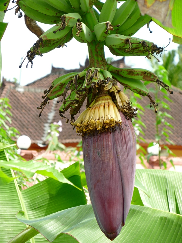 banaani