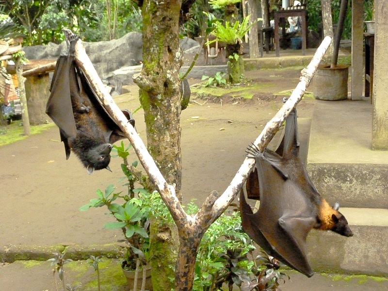 borneolaiset
