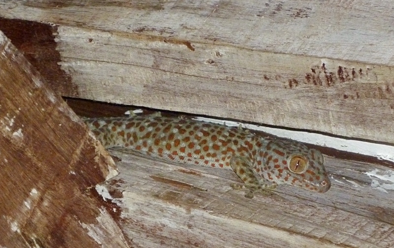 gecko
