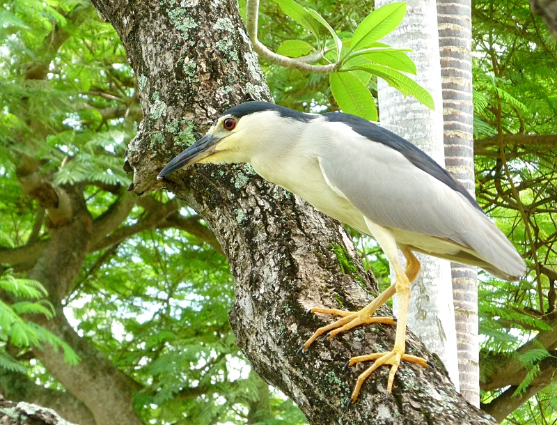 kahlaaja