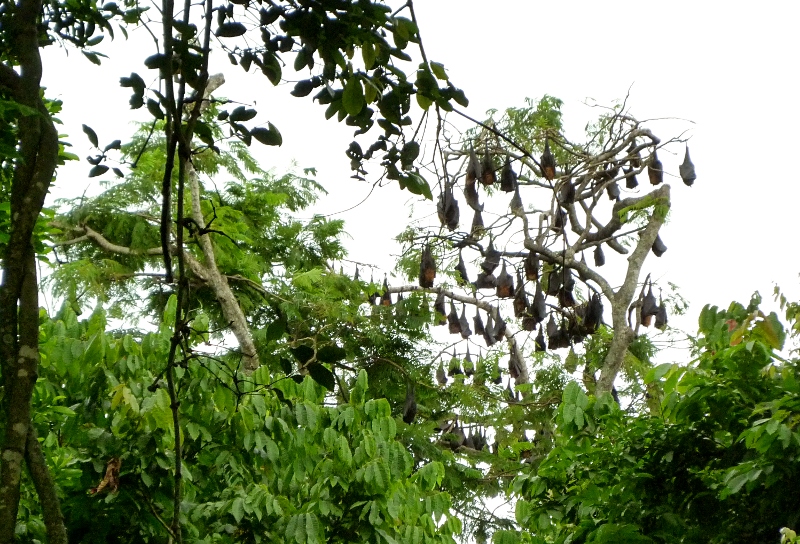 lepakkoparvi