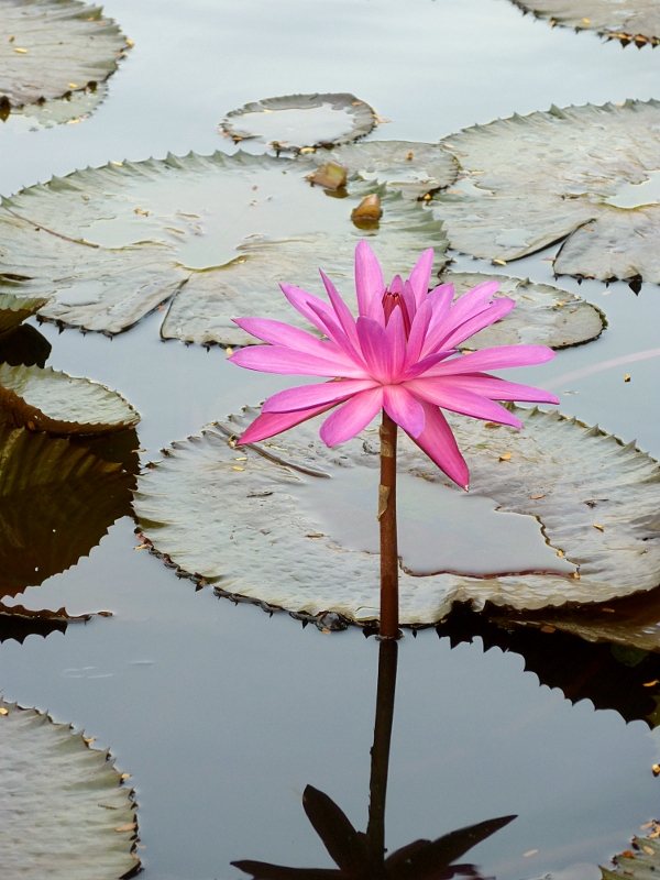 lotus