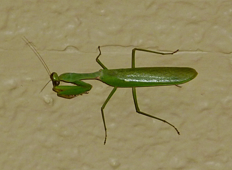 mantis