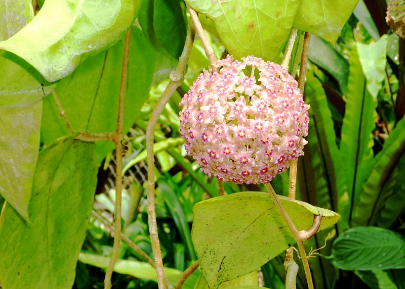 orkidea-3