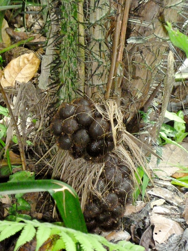 snakefruit