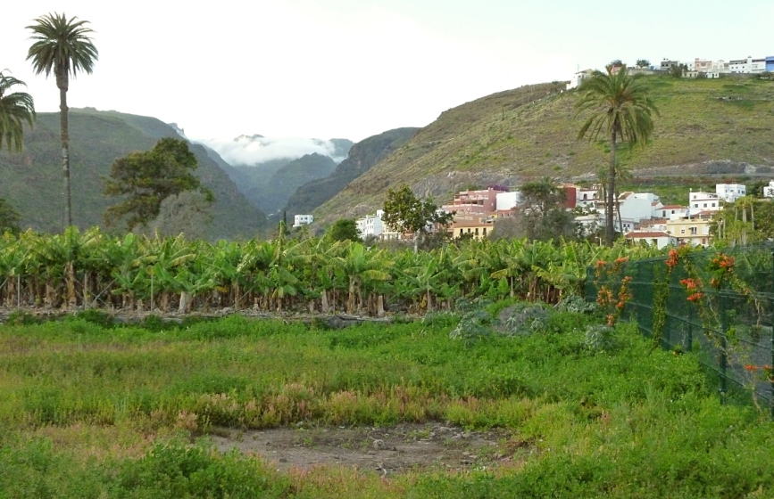 20-plantaasi