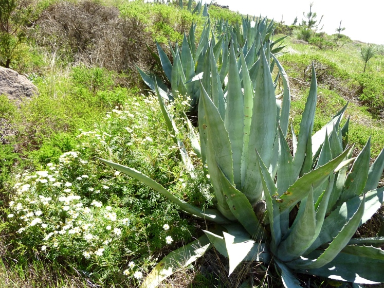 37-aloe