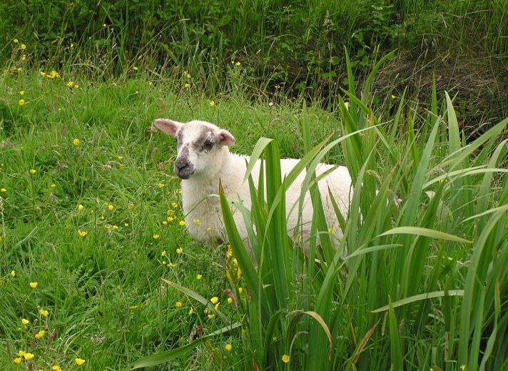 29-finlaggan_lamb