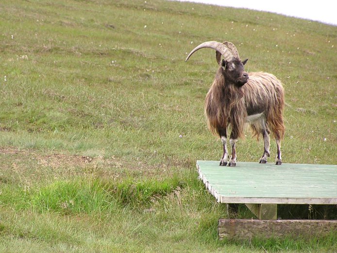 35-oa_goat_bridge