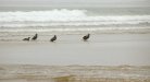 05-kintra_farm_beachlife