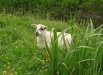 29-finlaggan_lamb