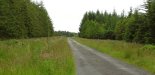 34-forest