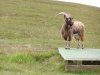 35-oa_goat_bridge