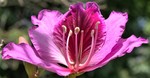 flora-1 thumb