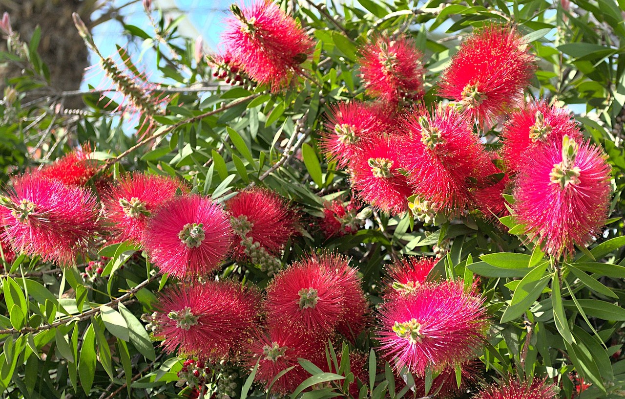Image flora-2.jpg