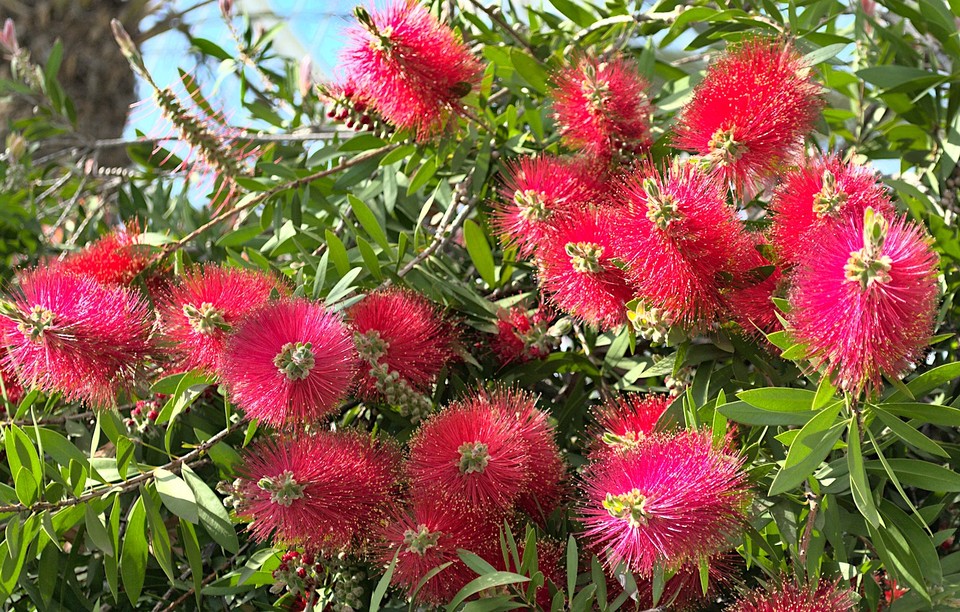 Image flora-2.jpg