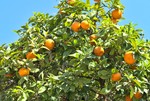 organic-globes-at-turia-park thumb