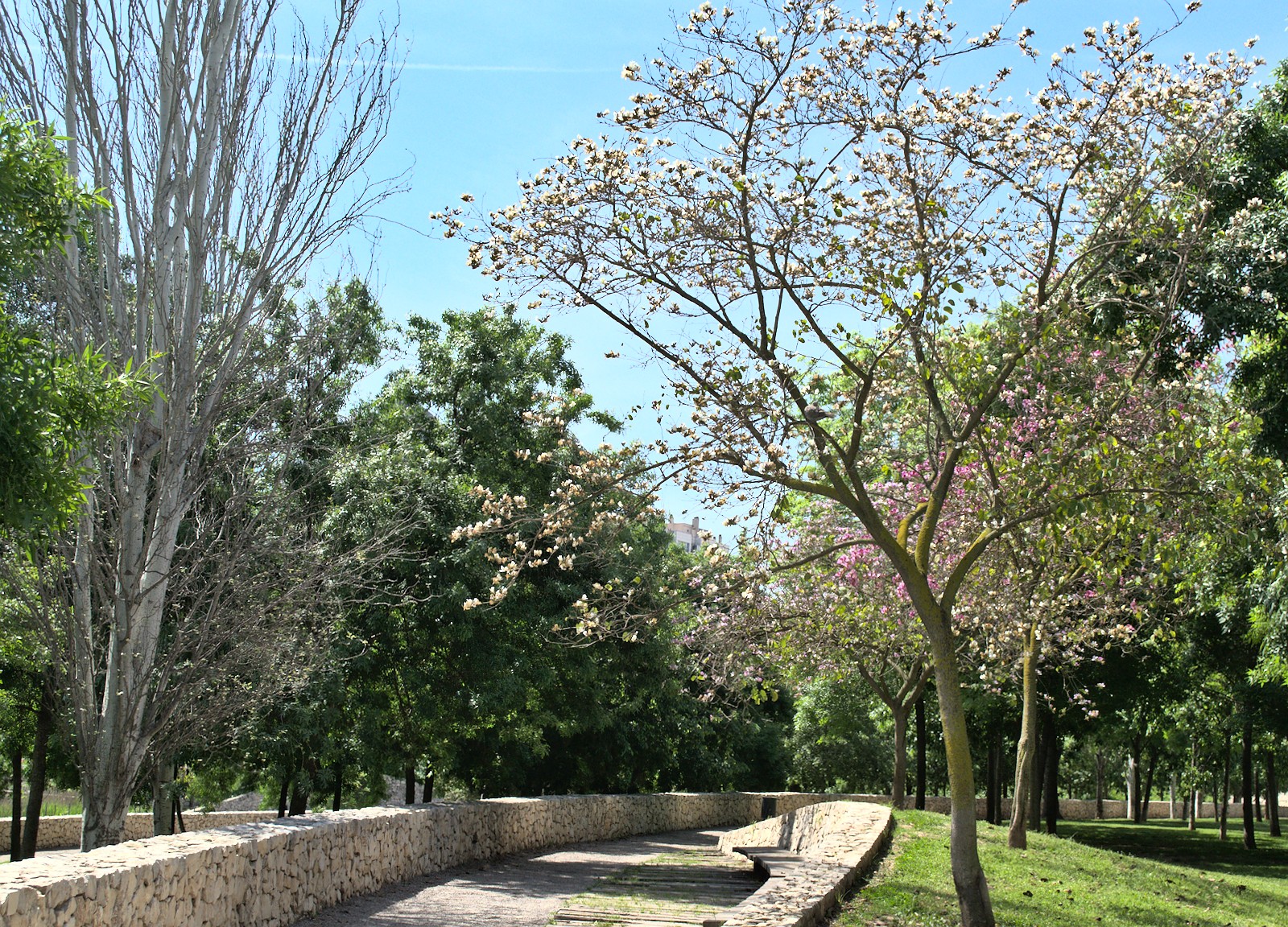 Image turia-park-tree-lined-path.jpg