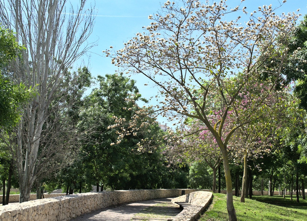 Image turia-park-tree-lined-path.jpg