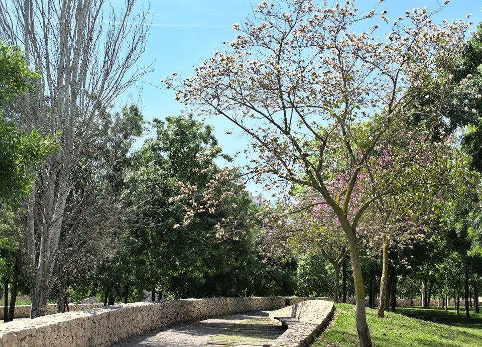 Image turia-park-tree-lined-path.jpg