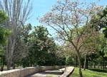 turia-park-tree-lined-path thumb